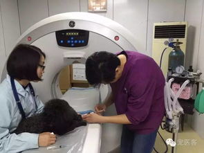 格鲁吉亚国内试管婴儿排名医院，小白必看的优质之选